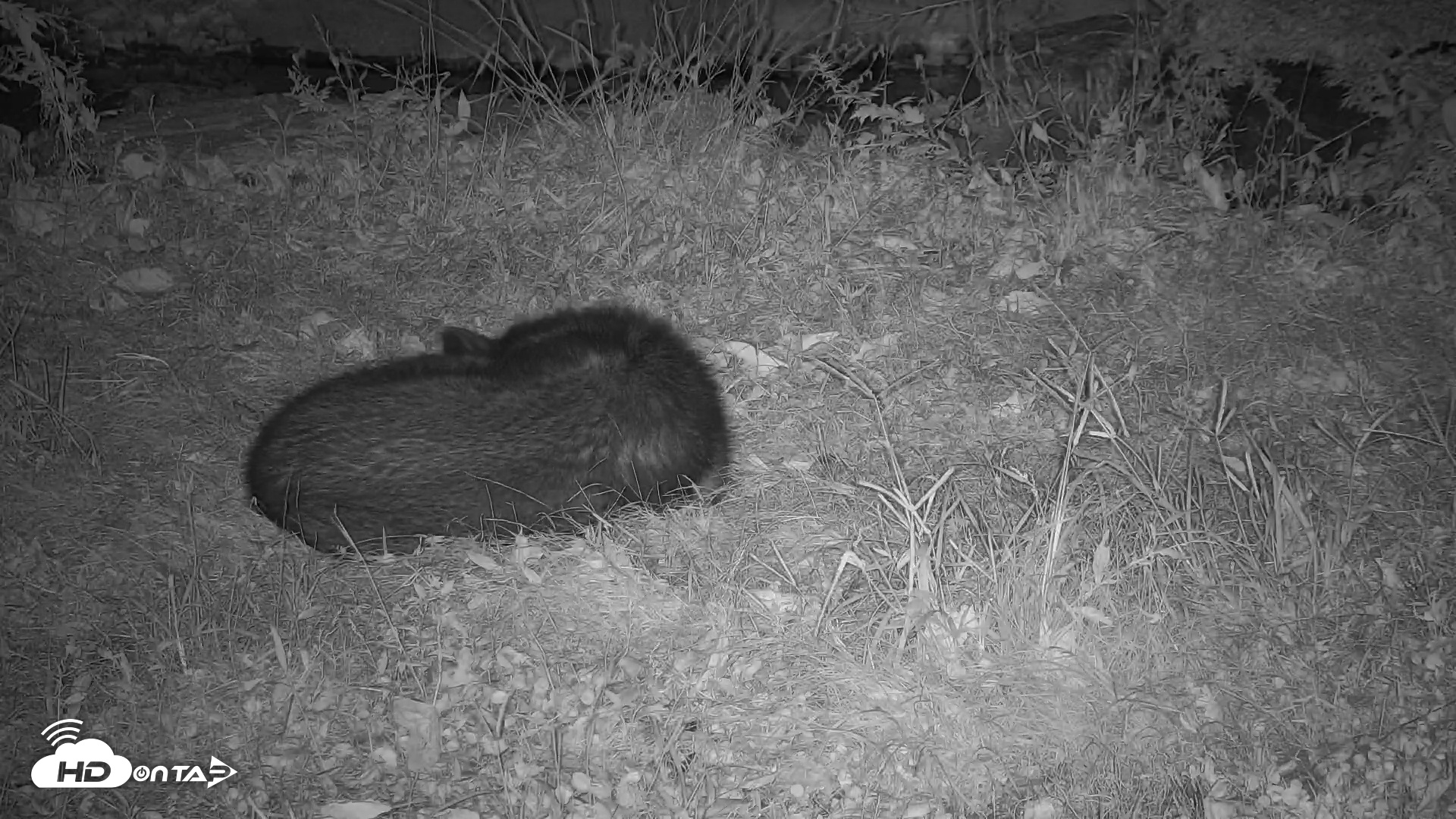 Snapshot of Ambassador Wolves Live Webcam at the Wolf Conservation Center taken Oct 19, 2025, 4:21am EDT