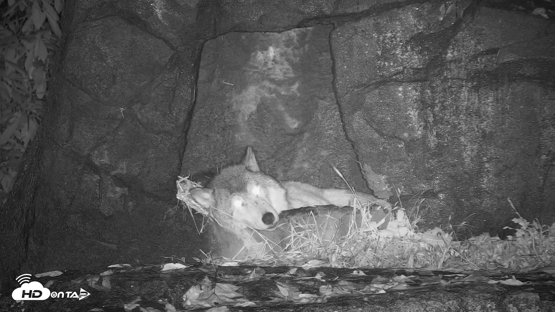 Snapshot of Ambassador Wolves Live Webcam at the Wolf Conservation Center taken Oct 30, 2025, 11:08pm EDT