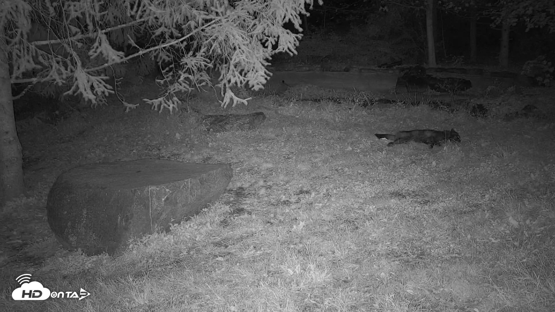 Snapshot of Ambassador Wolves Live Webcam at the Wolf Conservation Center taken Oct 21, 2025, 12:41am EDT