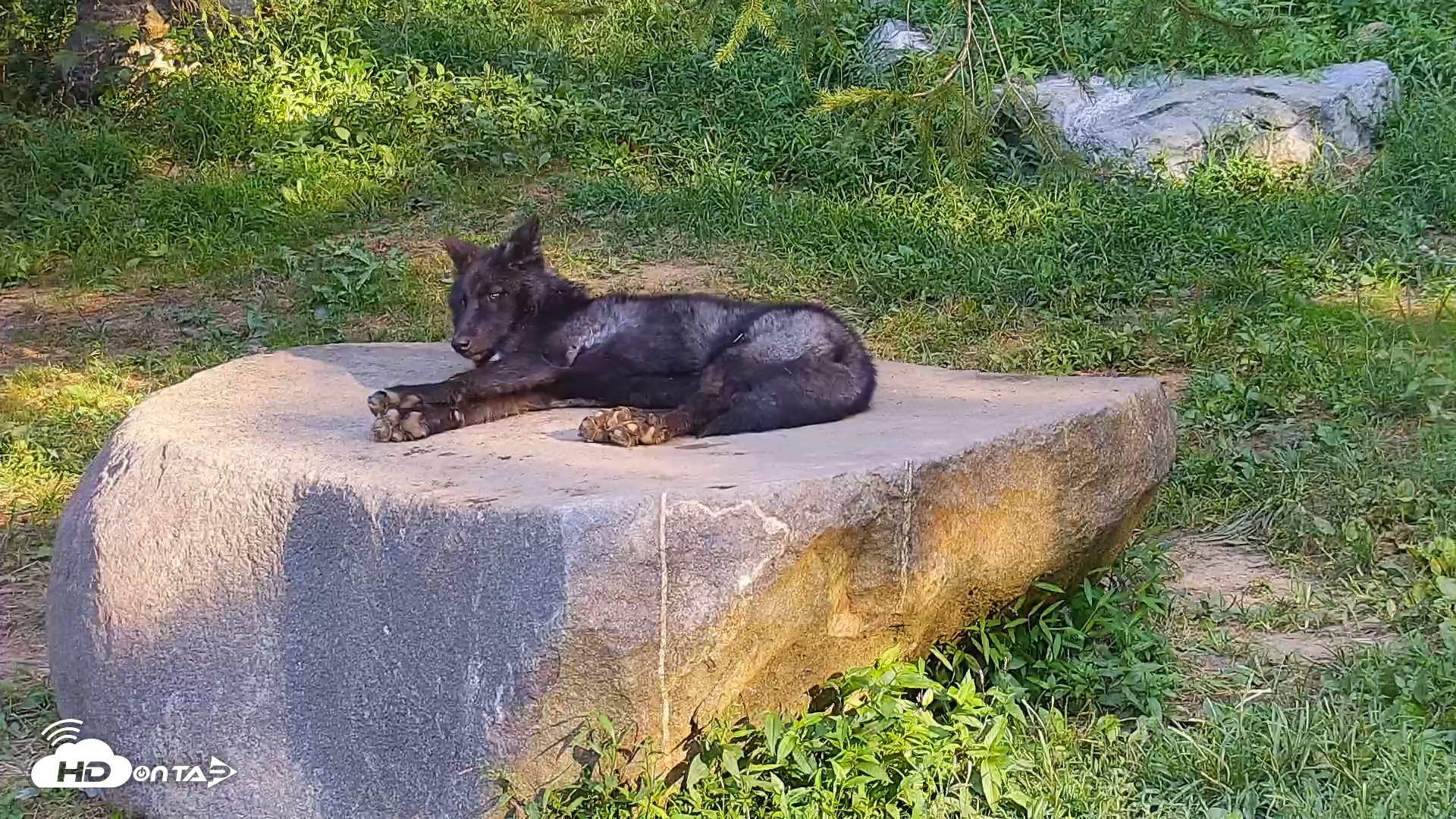 Snapshot of Wolf Center - Ambassador Wolves taken Sep 3, 2025, 8:46am EDT