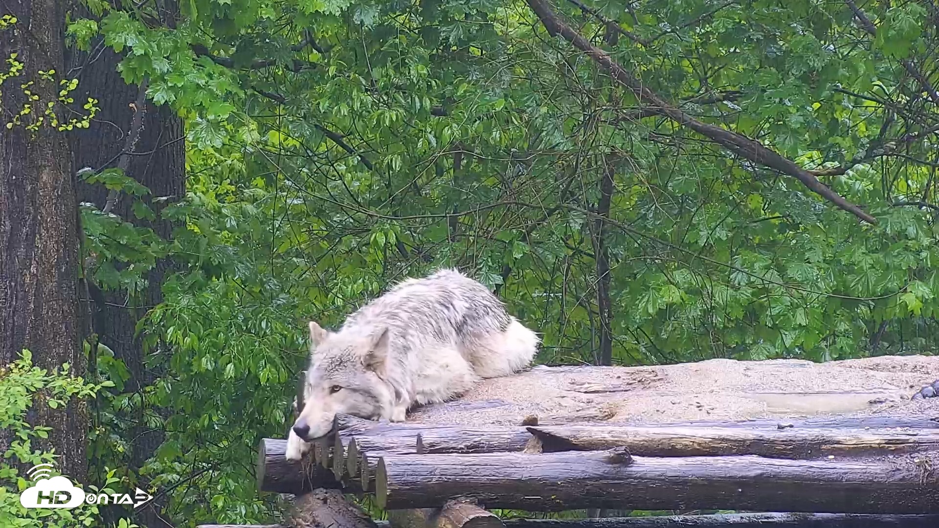 Snapshot of Wolf Center - Ambassador Wolves taken May 9, 2025, 11:14am EDT