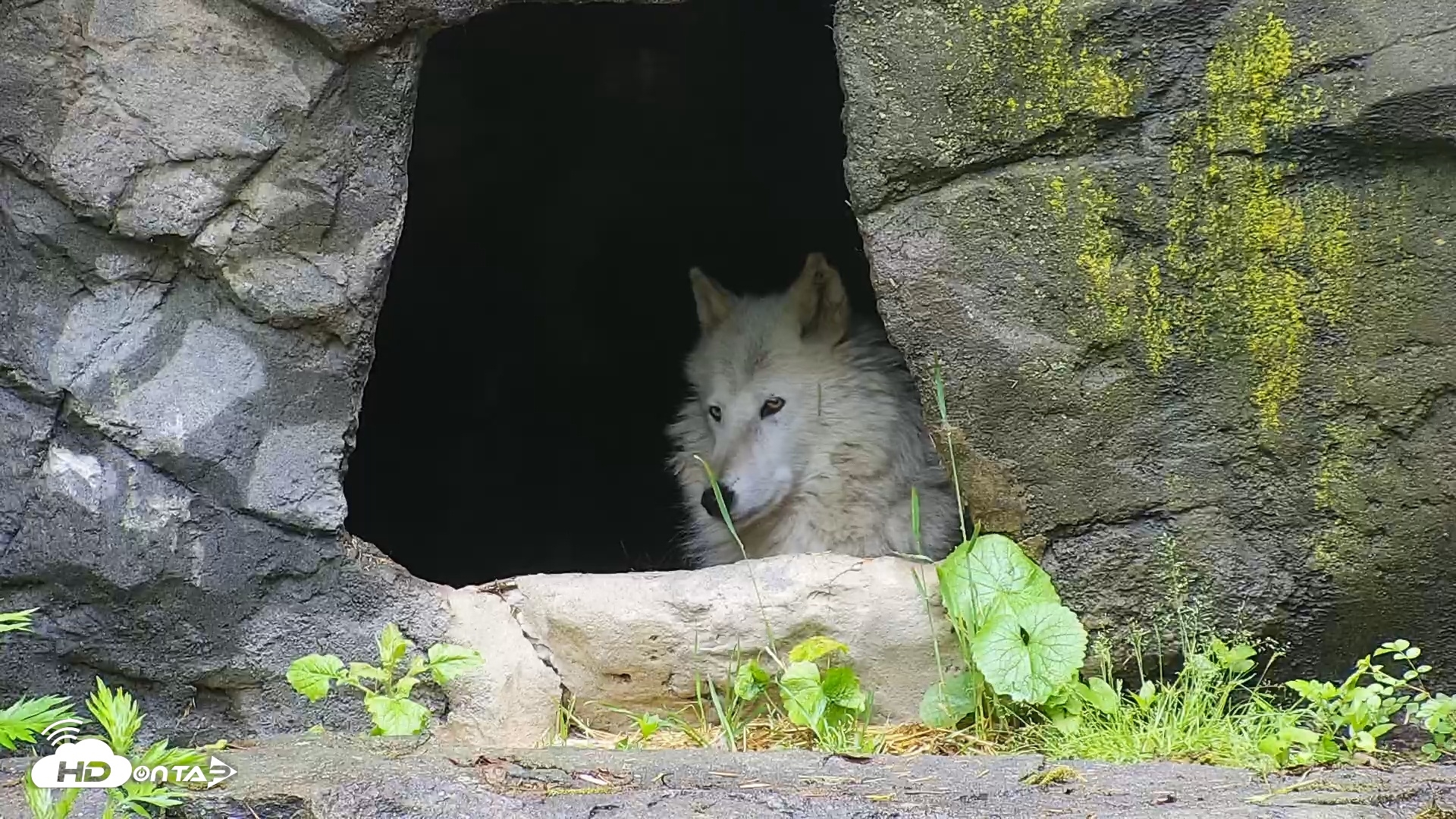 Snapshot of Wolf Center - Ambassador Wolves taken May 23, 2025, 6:53am EDT