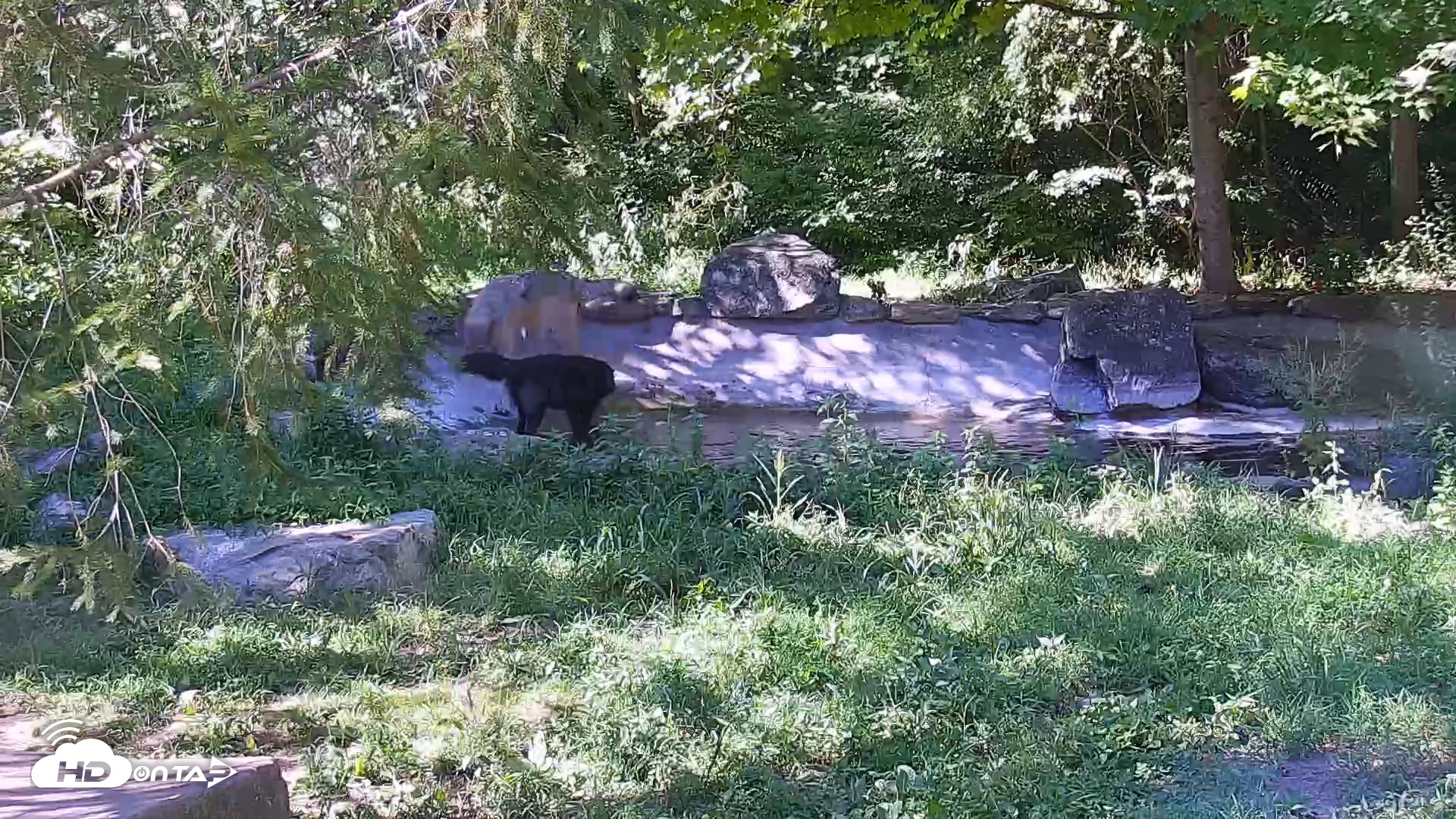 Snapshot of Wolf Center - Ambassador Wolves taken Sep 2, 2025, 3:52pm EDT