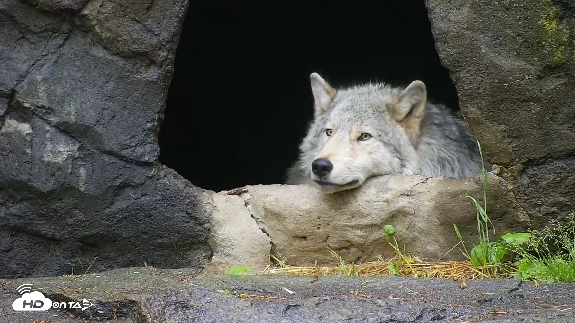 Snapshot of Wolf Center - Ambassador Wolves taken May 9, 2025, 6:16am EDT