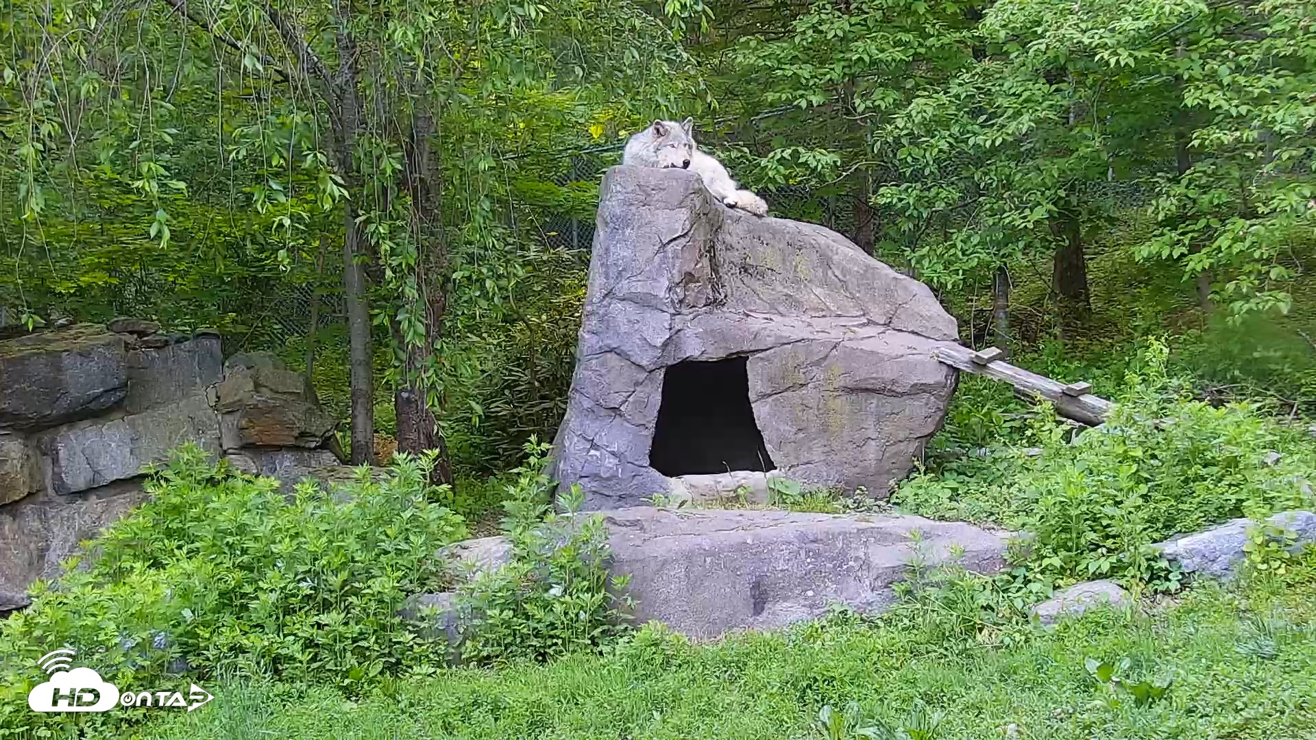 Snapshot of Wolf Center - Ambassador Wolves taken May 18, 2025, 7:39am EDT