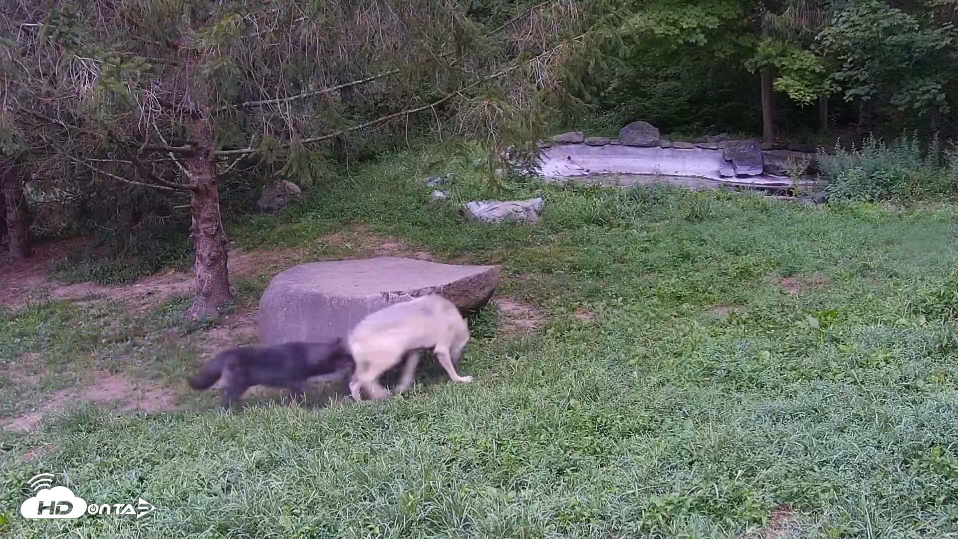Snapshot of Wolf Center - Ambassador Wolves taken Sep 3, 2025, 6:21am EDT