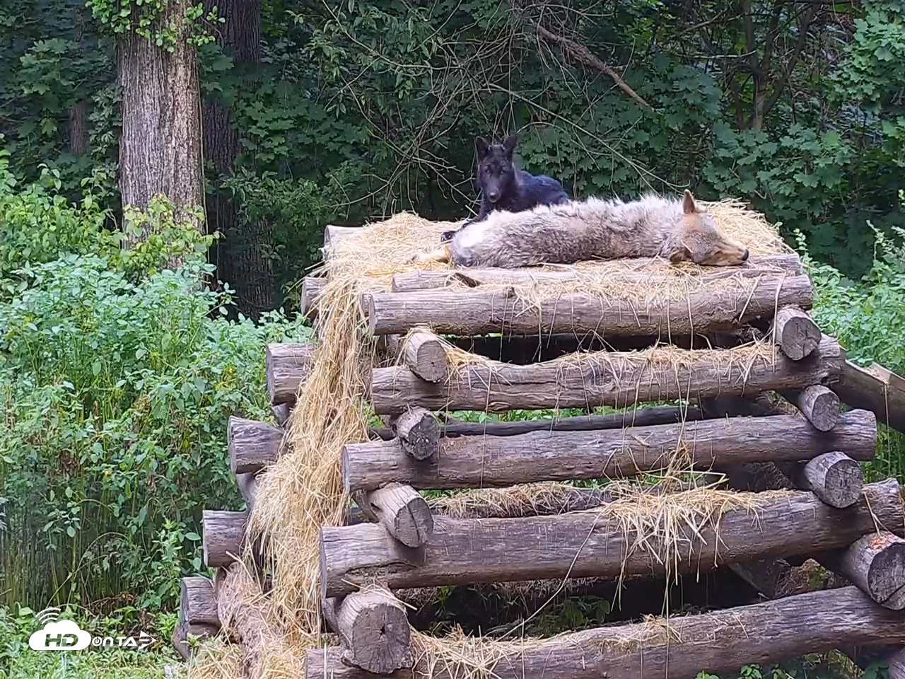 Snapshot of Wolf Center - Ambassador Wolves taken Jul 26, 2025, 6:59am EDT