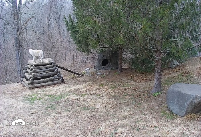 Snapshot of Ambassador Wolves Live Webcam at the Wolf Conservation Center taken Dec 13, 2025, 1:36pm EST