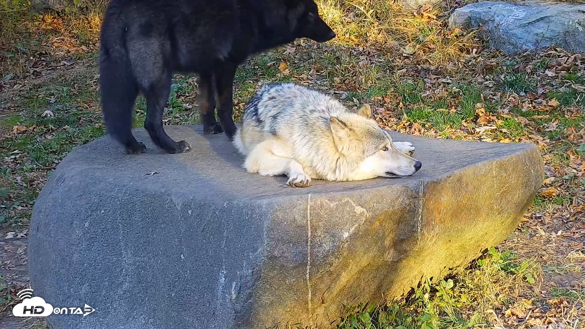 Snapshot of Ambassador Wolves Live Webcam at the Wolf Conservation Center taken Nov 4, 2025, 7:52am EST