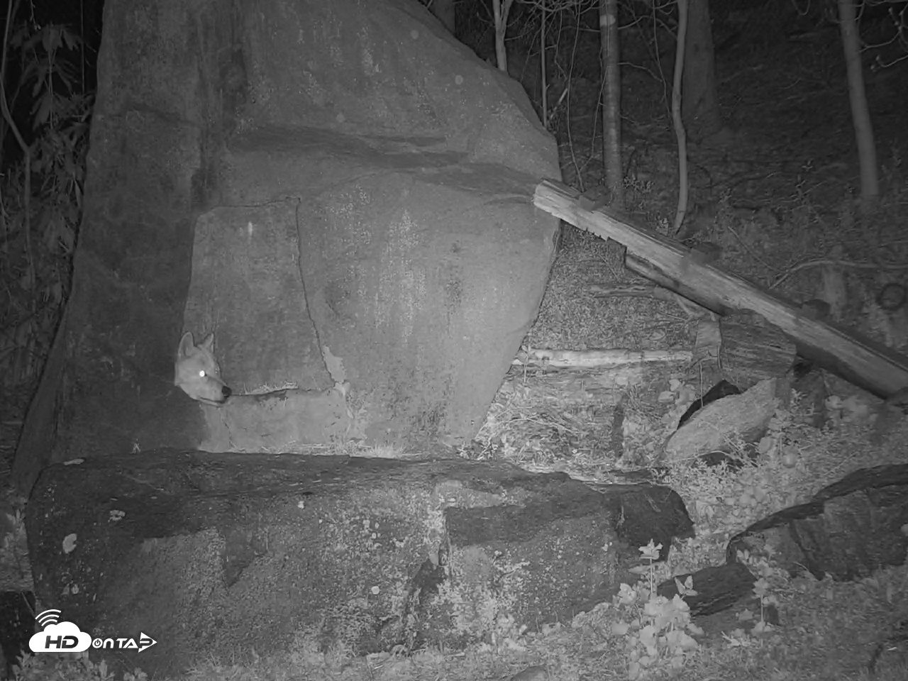 Snapshot of Wolf Center - Ambassador Wolves taken Apr 21, 2025, 10:12pm EDT