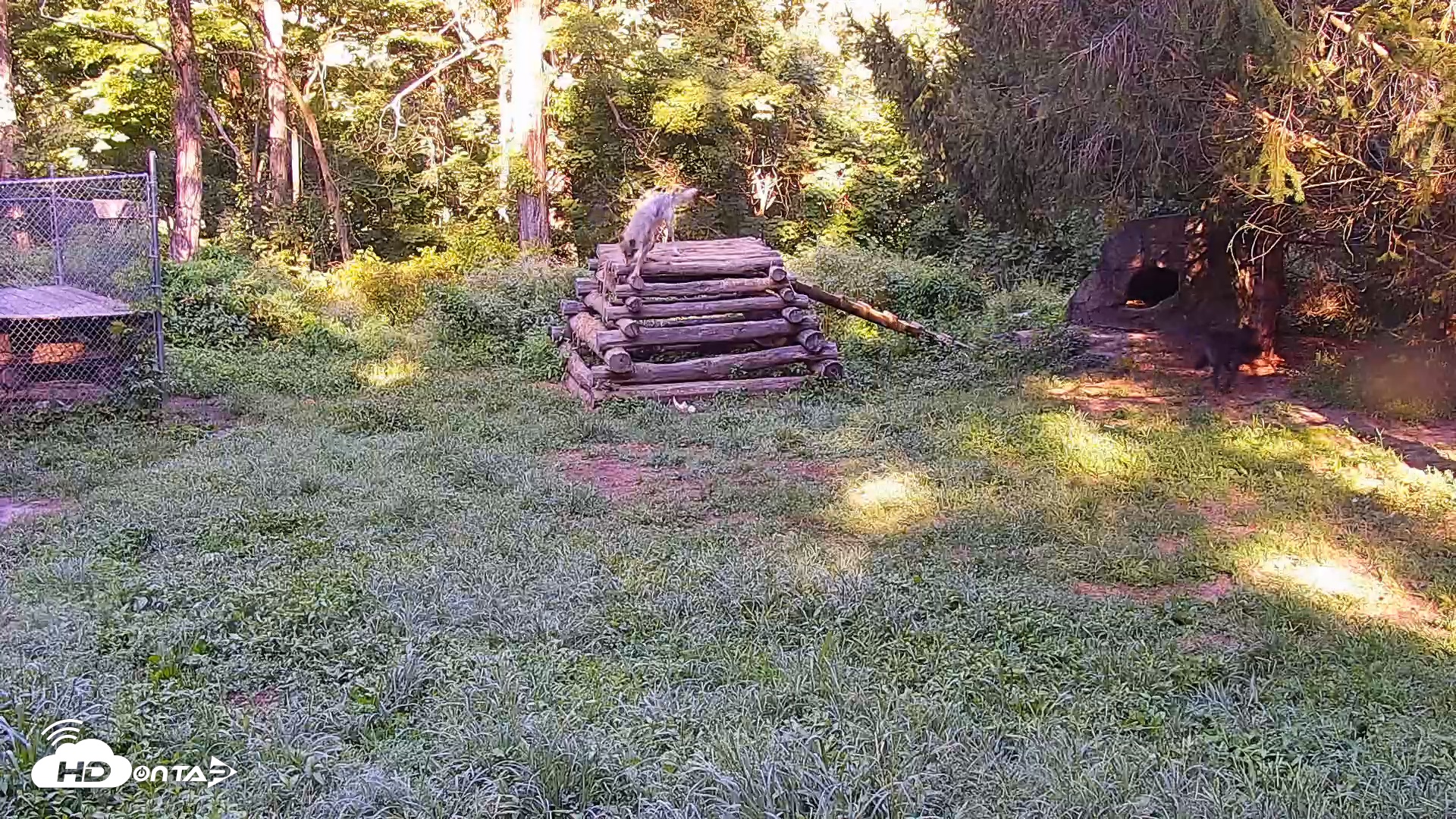 Snapshot of Wolf Center - Ambassador Wolves taken Sep 2, 2025, 8:49am EDT