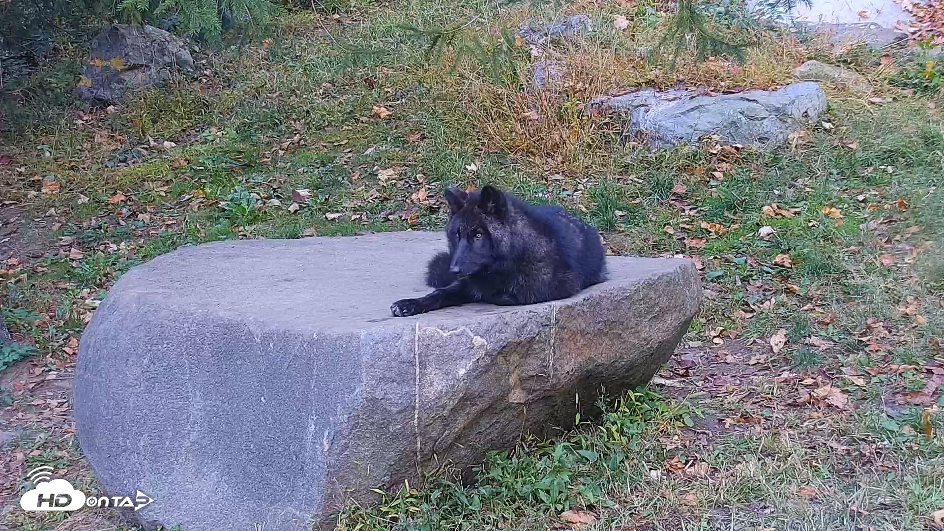 Snapshot of Ambassador Wolves Live Webcam at the Wolf Conservation Center taken Oct 19, 2025, 8:21am EDT