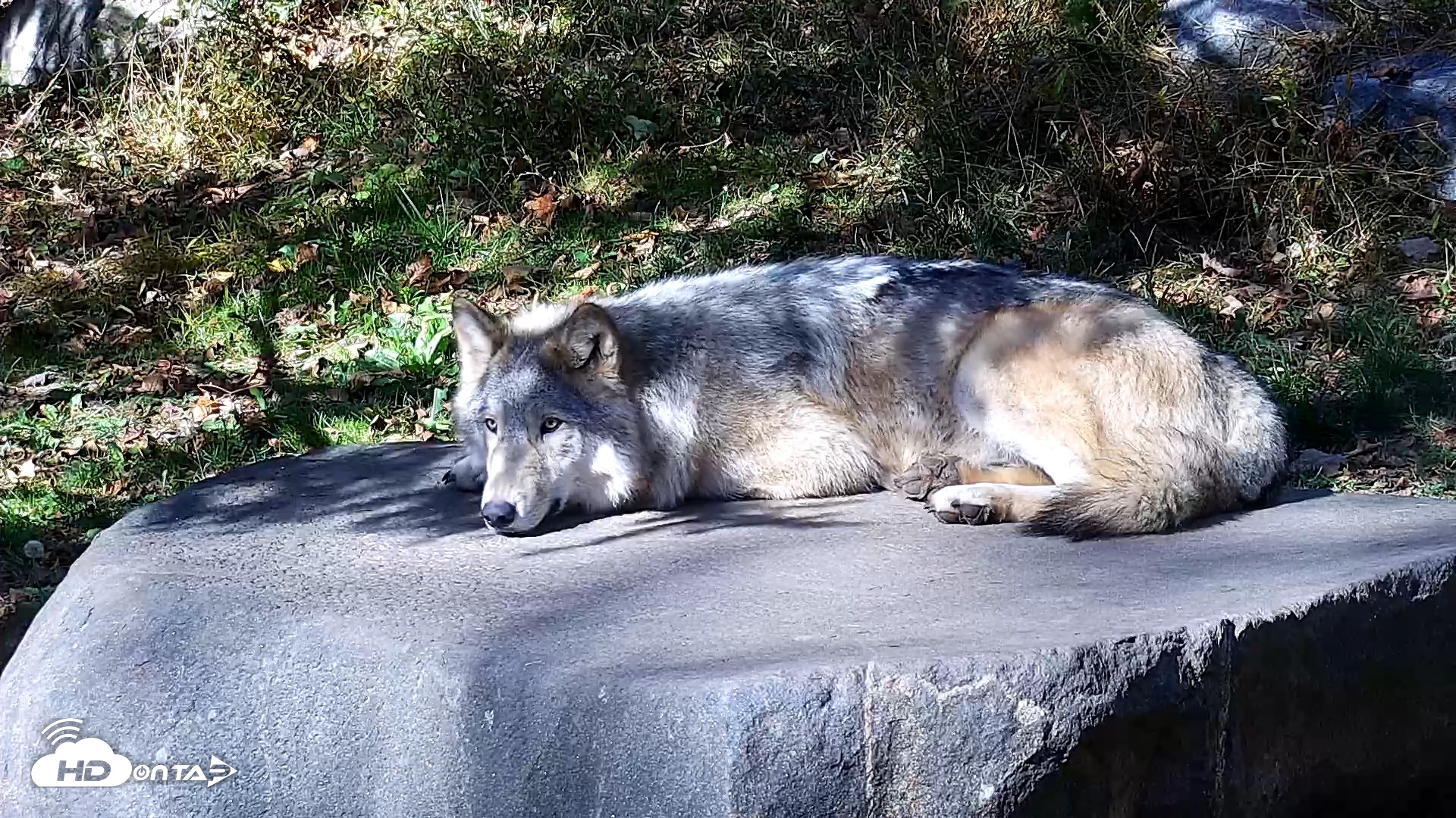Snapshot of Ambassador Wolves Live Webcam at the Wolf Conservation Center taken Oct 25, 2025, 12:57pm EDT