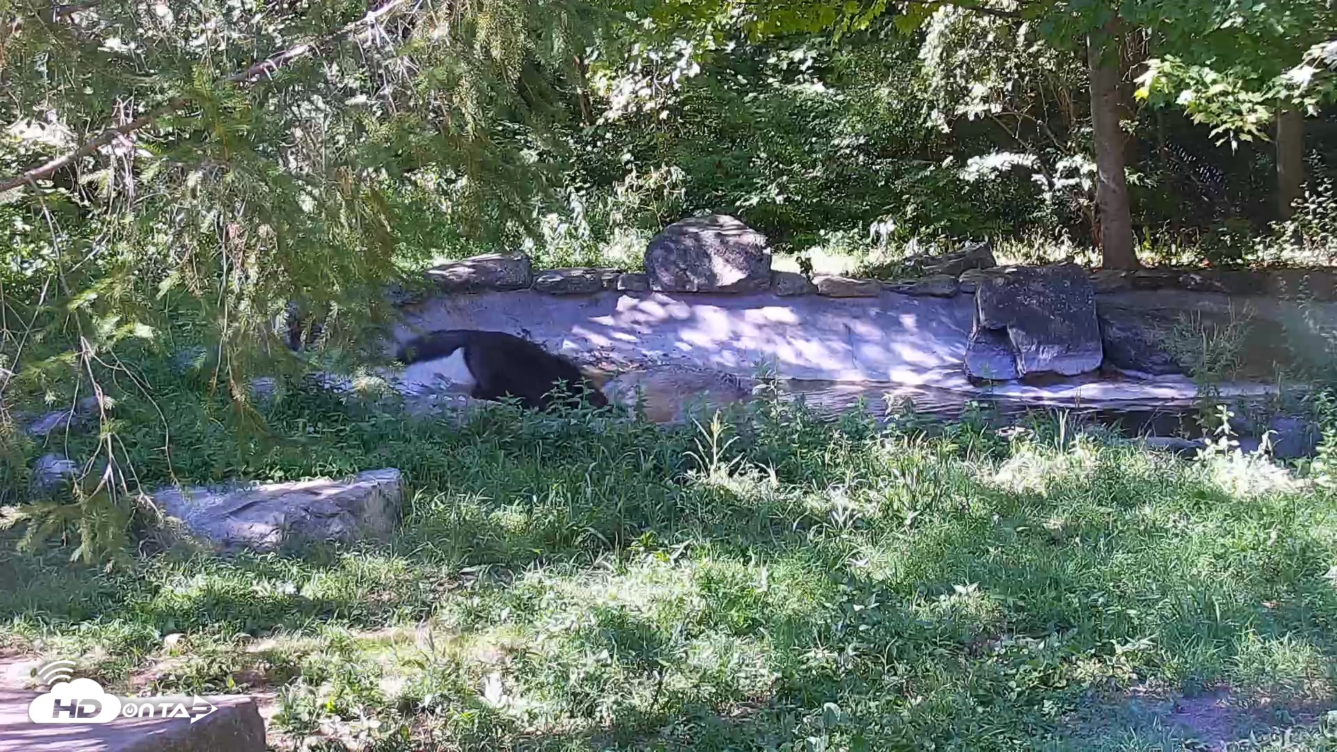 Snapshot of Wolf Center - Ambassador Wolves taken Sep 2, 2025, 3:51pm EDT