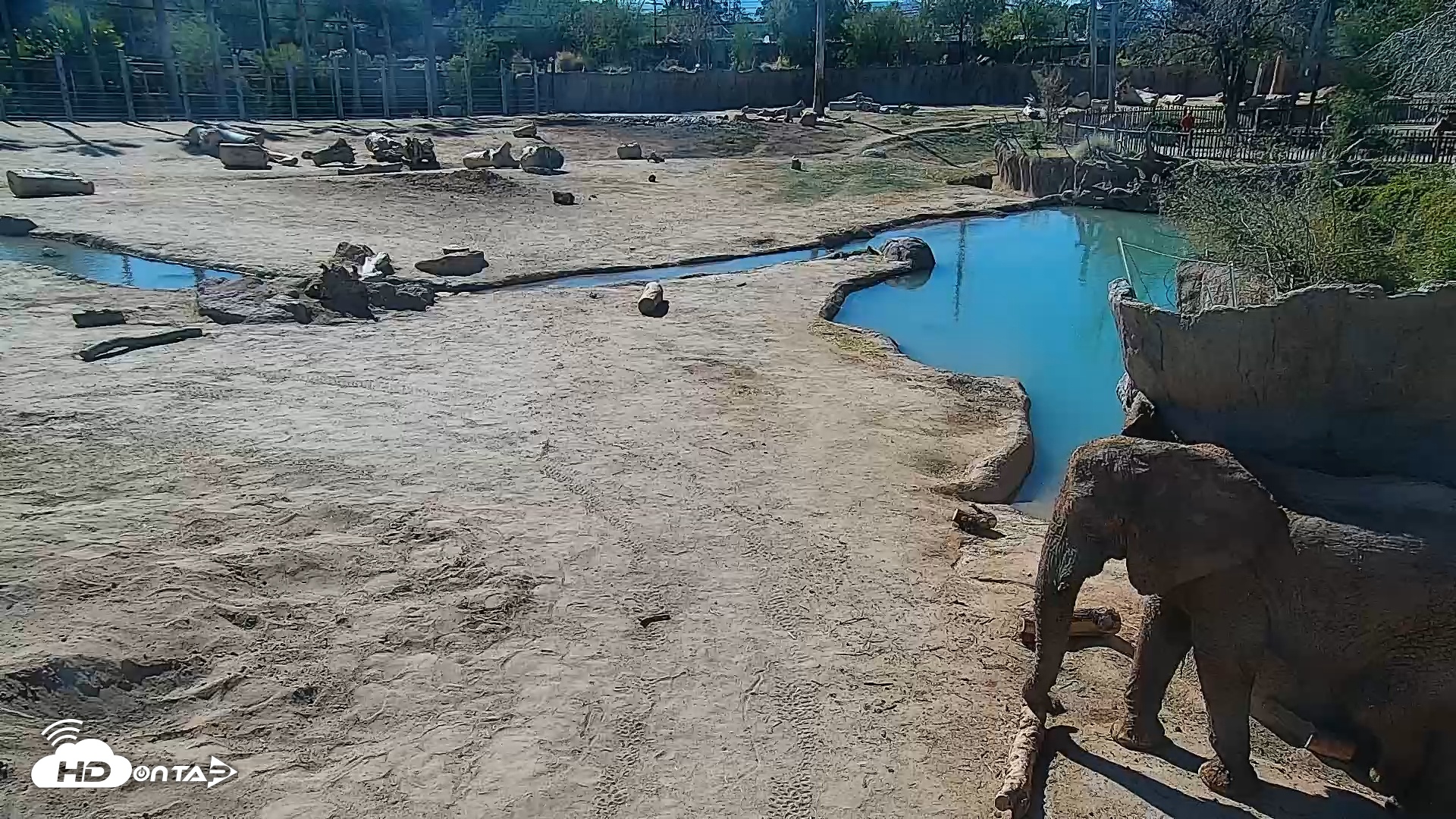 Snapshot of Reid Park Zoo Elephant Mudpit Live Webcam taken Feb 6, 2025, 12:43pm MST