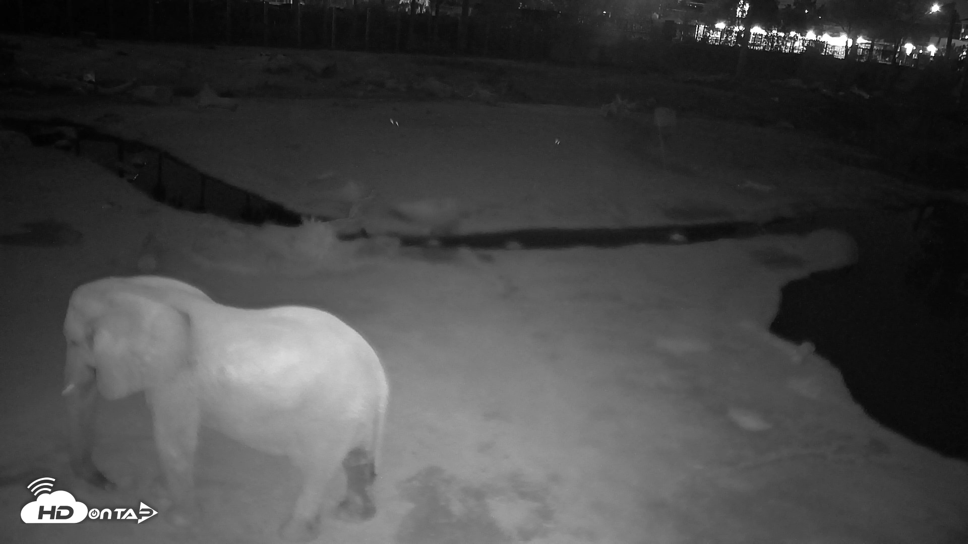 Snapshot of Reid Park Zoo Elephant Mudpit Live Webcam taken Oct 21, 2026, 11:44pm MST