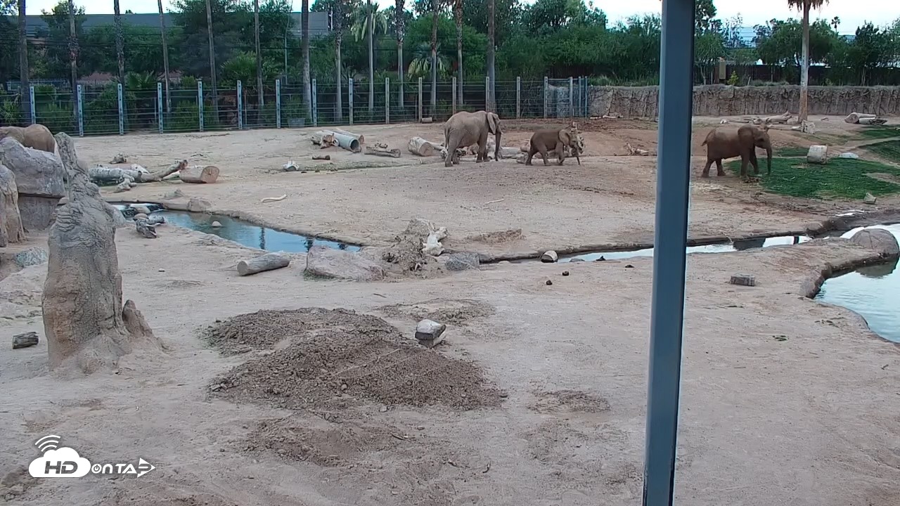 Snapshot of Reid Park Zoo Elephant Mudpit Live Webcam taken May 19, 2026, 6:43pm MST