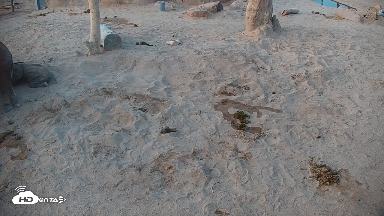 Snapshot of Reid Park Zoo Elephant Mudpit Live Webcam taken Jul 14, 2025, 5:17am MST