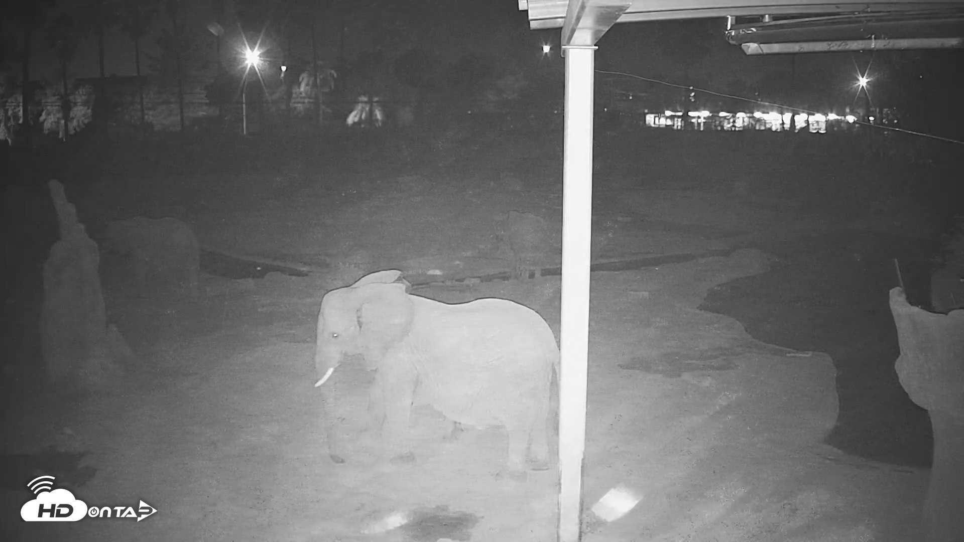 Snapshot of Reid Park Zoo Elephant Mudpit Live Webcam taken Jun 11, 2026, 11:59pm MST