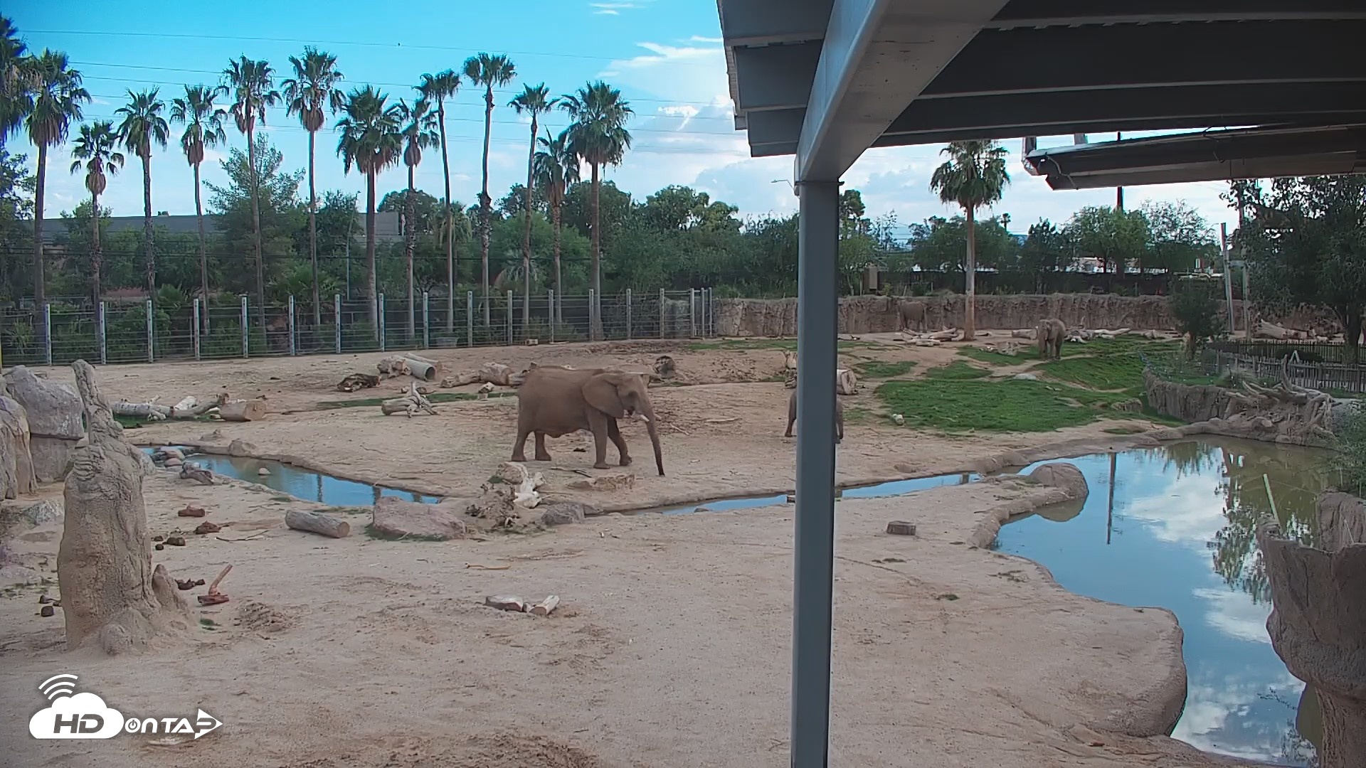 Snapshot of Reid Park Zoo Elephant Mudpit Live Webcam taken Jul 22, 2026, 6:07pm MST