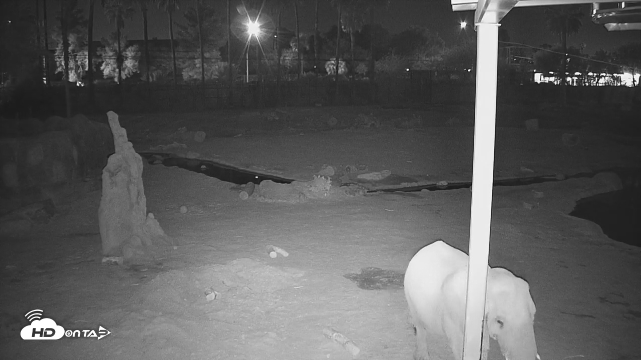Snapshot of Reid Park Zoo Elephant Mudpit Live Webcam taken Dec 19, 2025, 3:21am MST