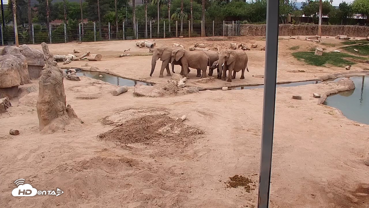 Snapshot of Reid Park Zoo Elephant Mudpit Live Webcam taken May 4, 2026, 1:44pm MST