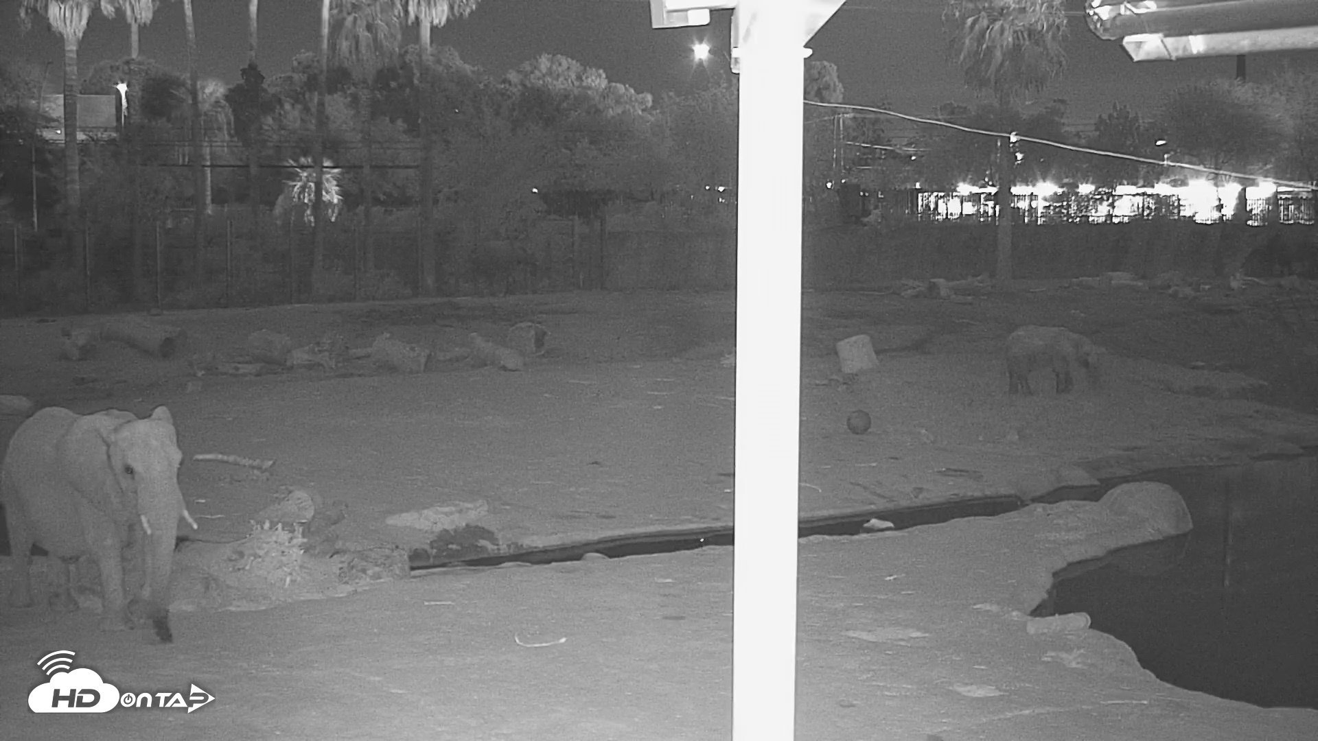 Snapshot of Reid Park Zoo Elephant Mudpit Live Webcam taken Sep 23, 2026, 9:13pm MST