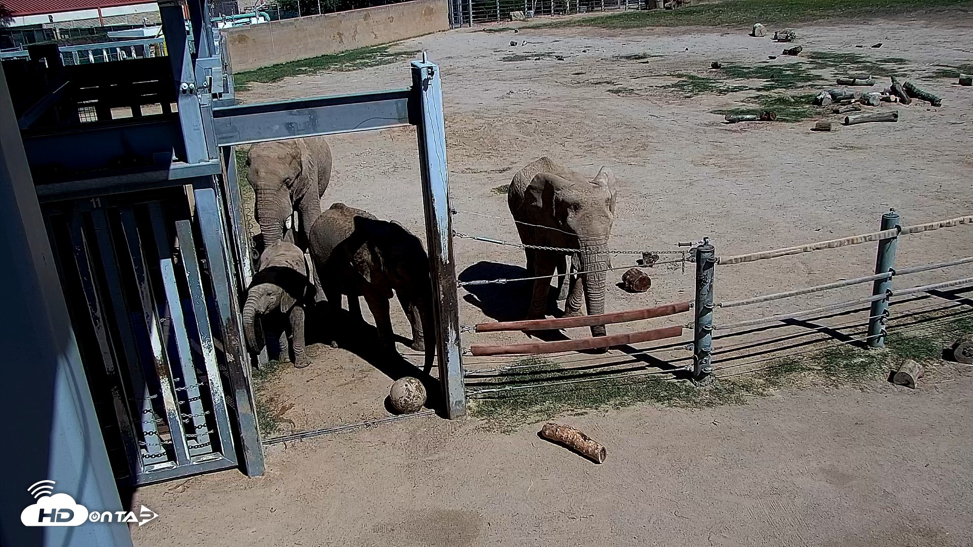 Snapshot of Reid Park Zoo Elephant Mudpit Live Webcam taken Oct 8, 2026, 12:36pm MST