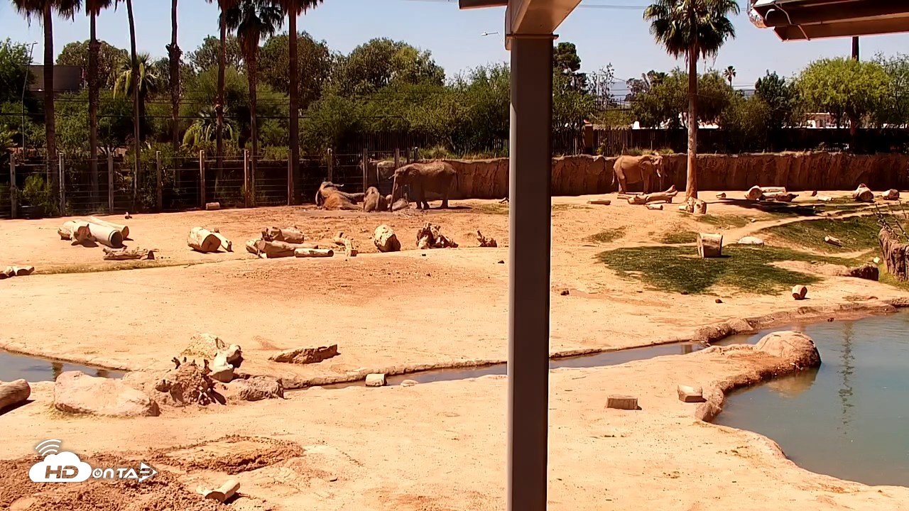 Snapshot of Reid Park Zoo Elephant Mudpit Live Webcam taken May 8, 2026, 11:04am MST