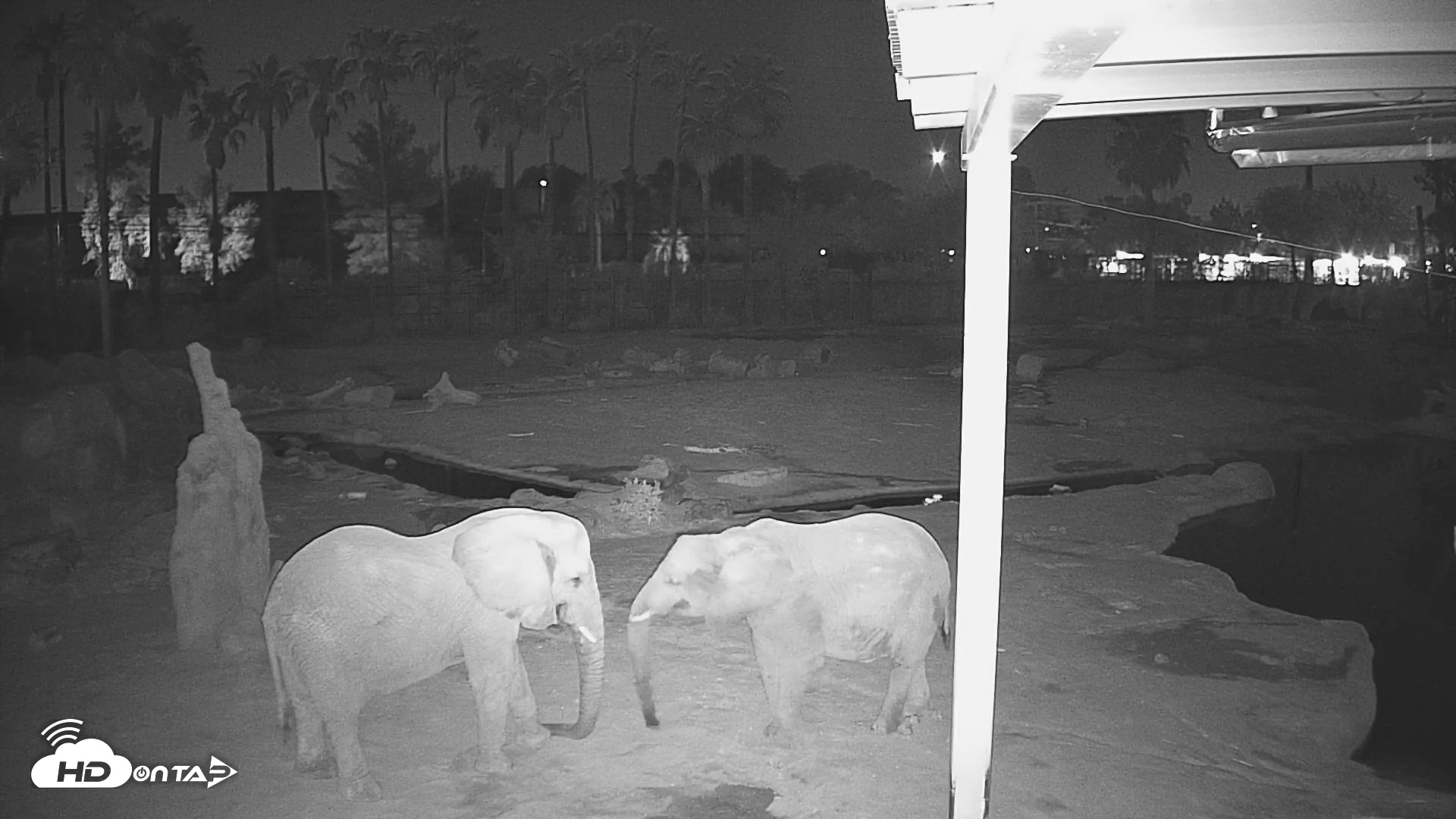 Snapshot of Reid Park Zoo Elephant Mudpit Live Webcam taken Sep 5, 2026, 3:55am MST