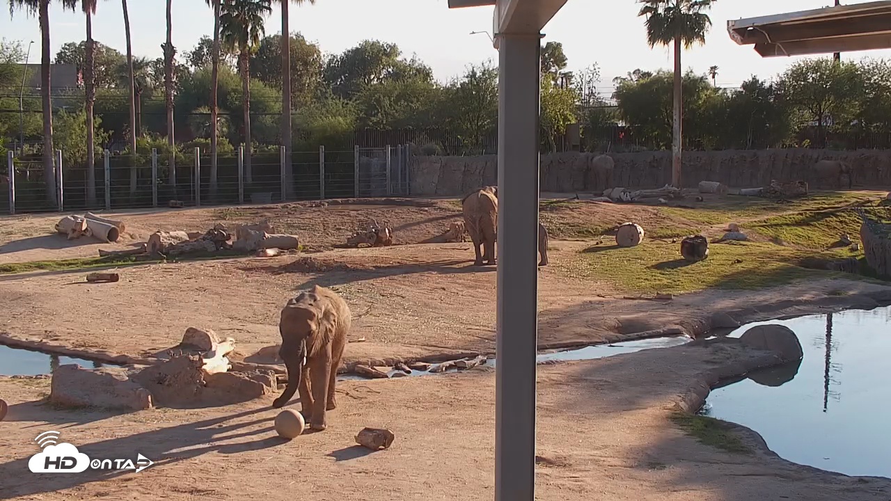 Snapshot of Reid Park Zoo Elephant Mudpit Live Webcam taken Oct 21, 2025, 4:31pm MST