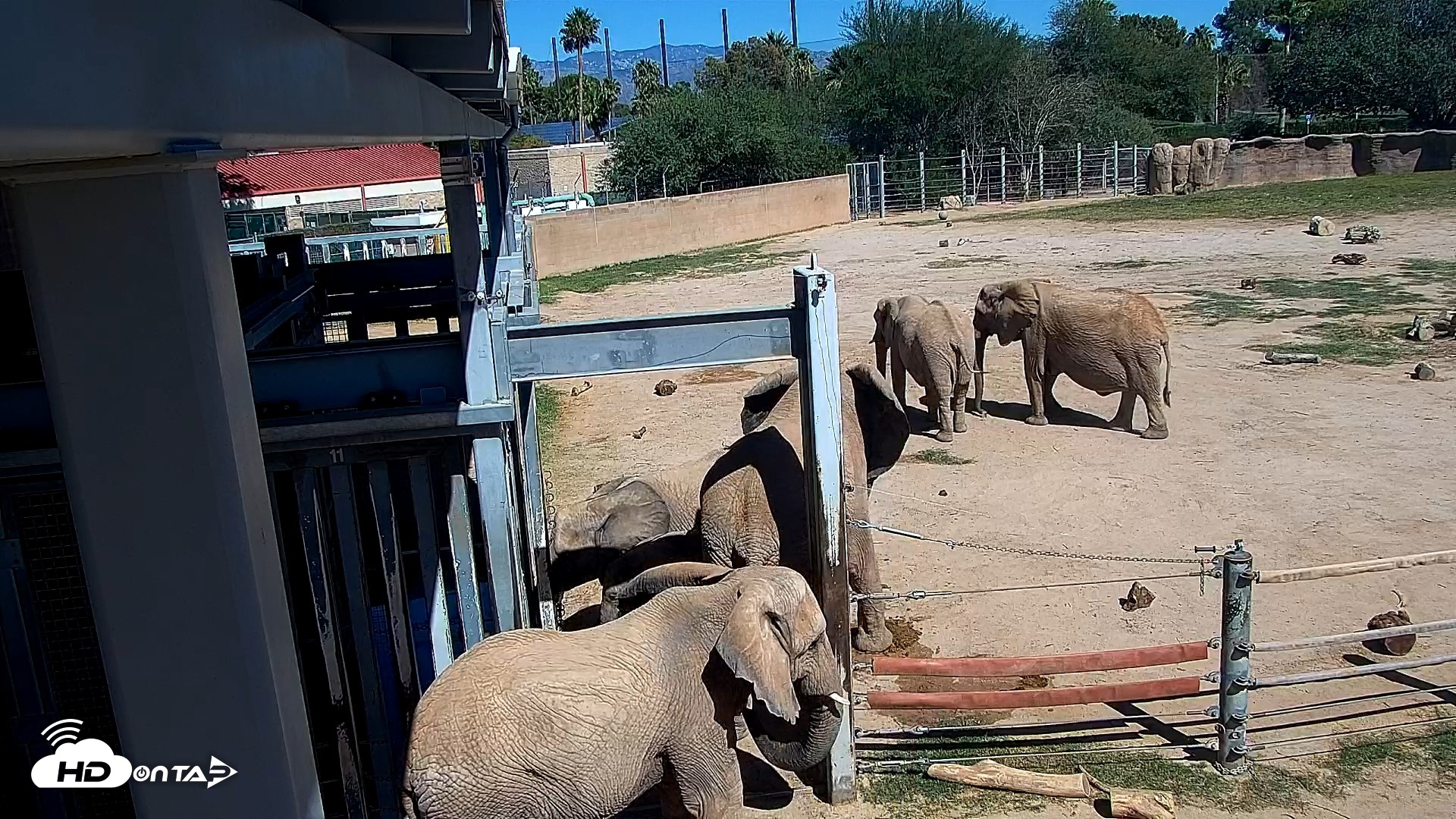 Snapshot of Reid Park Zoo Elephant Mudpit Live Webcam taken Oct 15, 2026, 12:53pm MST