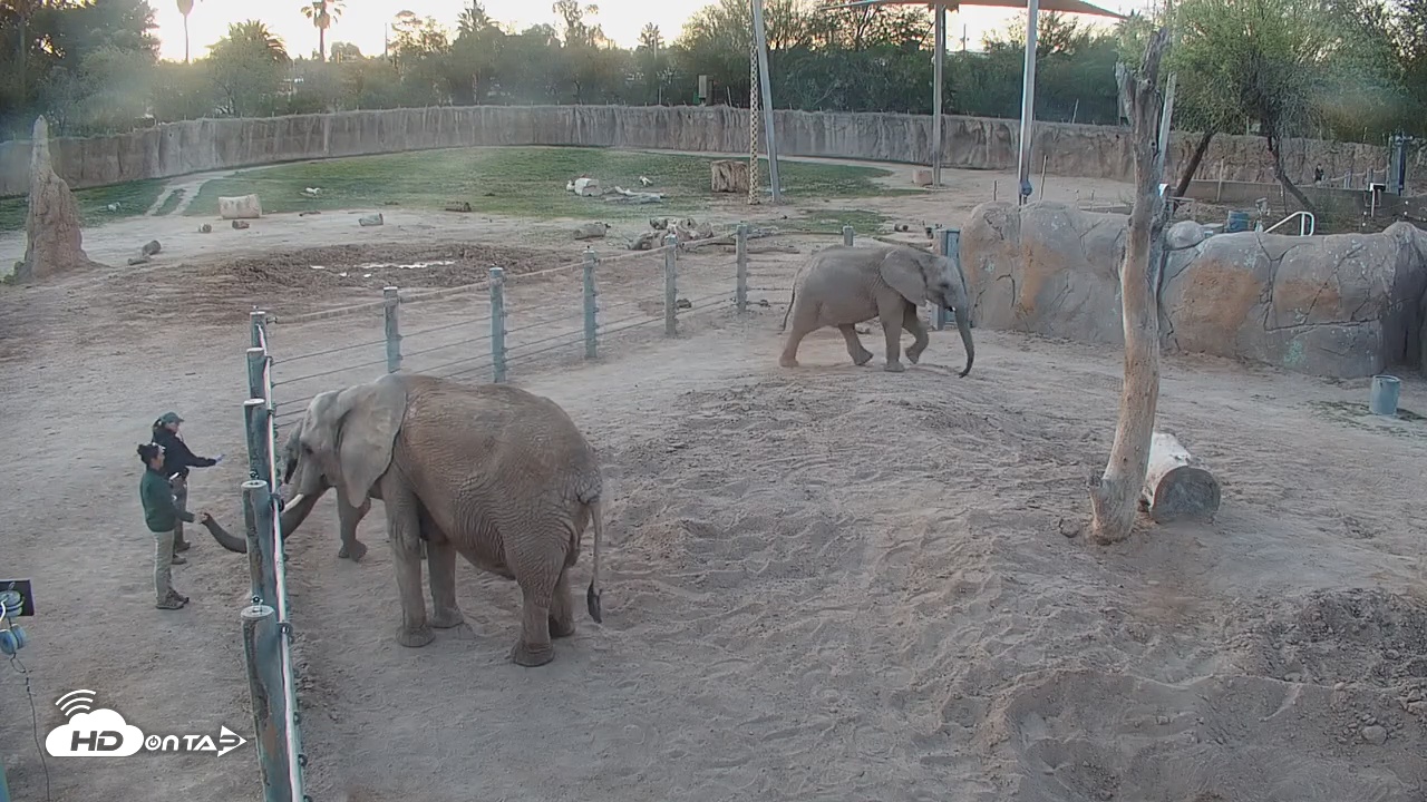 Snapshot of Reid Park Zoo Elephant Mudpit Live Webcam taken Mar 7, 2026, 6:58am MST