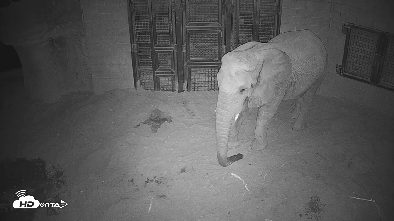 Snapshot of Reid Park Zoo Elephant Mudpit Live Webcam taken Dec 30, 2025, 8:23pm MST