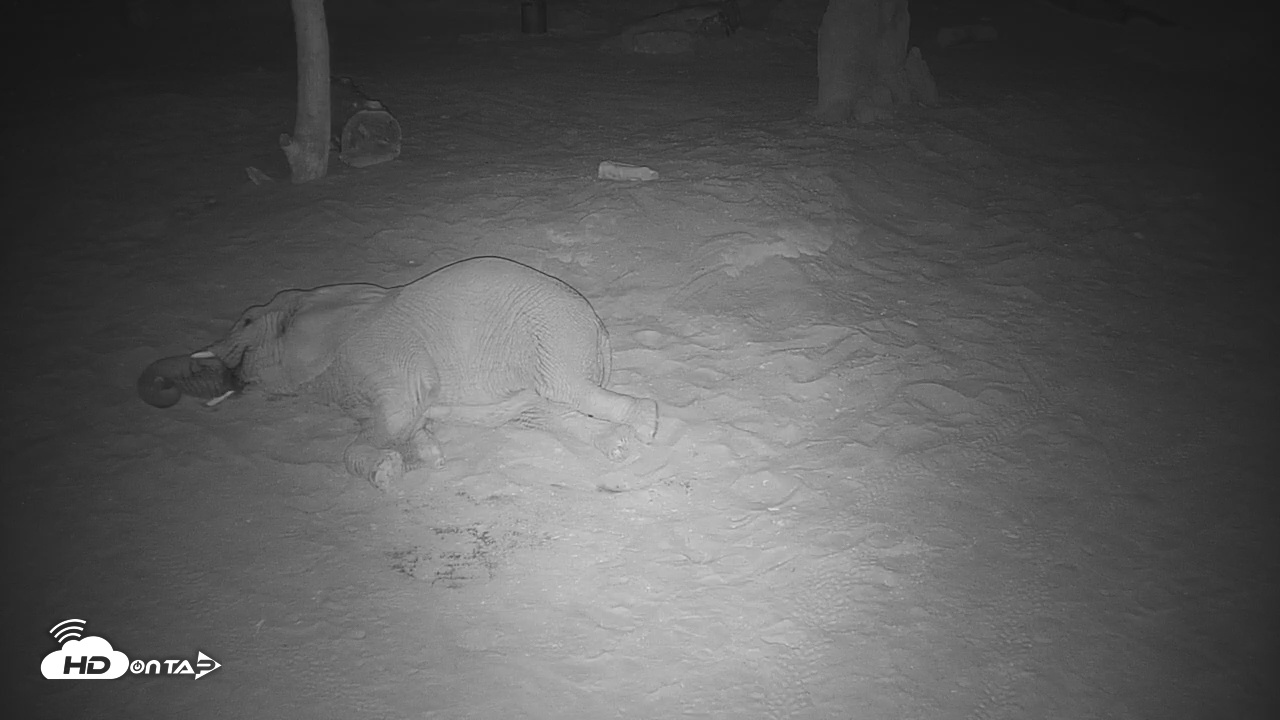 Snapshot of Reid Park Zoo Elephant Mudpit taken Jun 21, 2025, 8:57pm MST