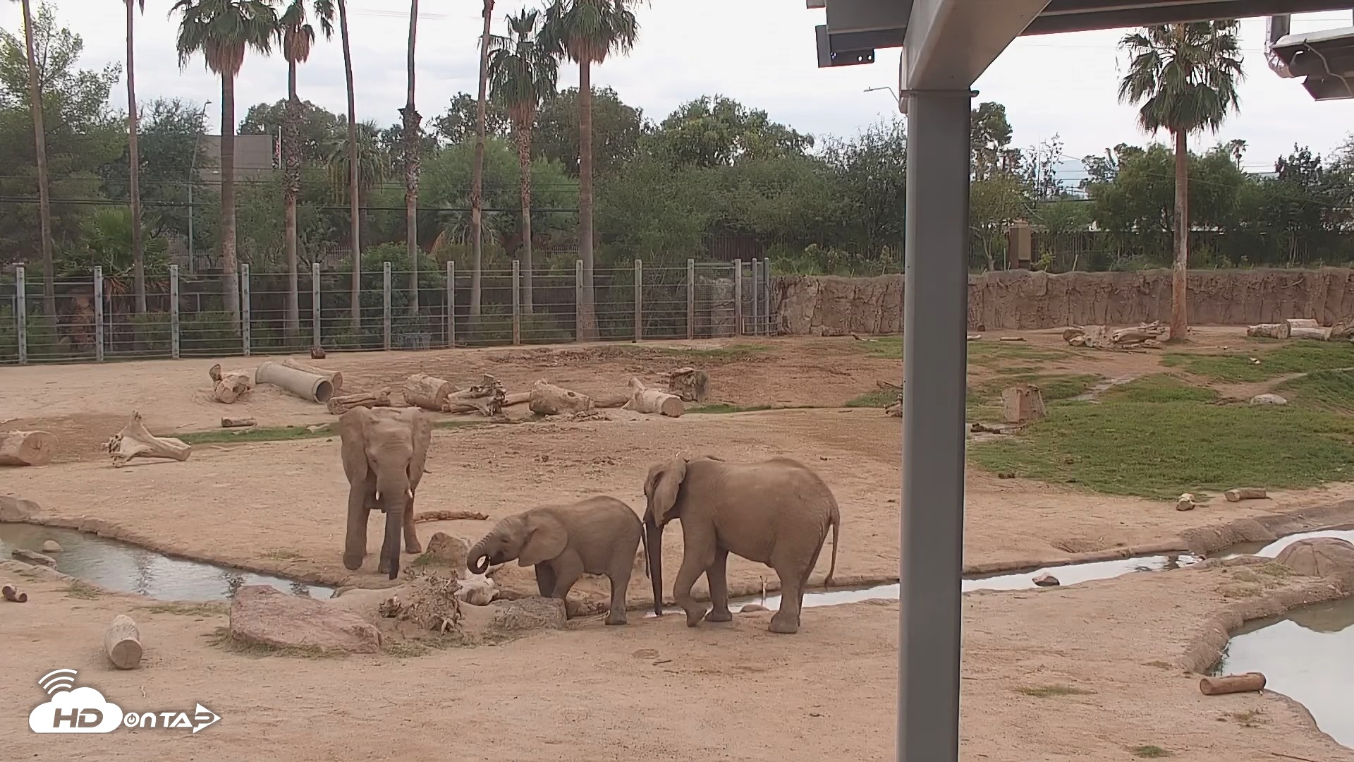 Snapshot of Reid Park Zoo Elephant Mudpit Live Webcam taken Sep 28, 2026, 11:44am MST
