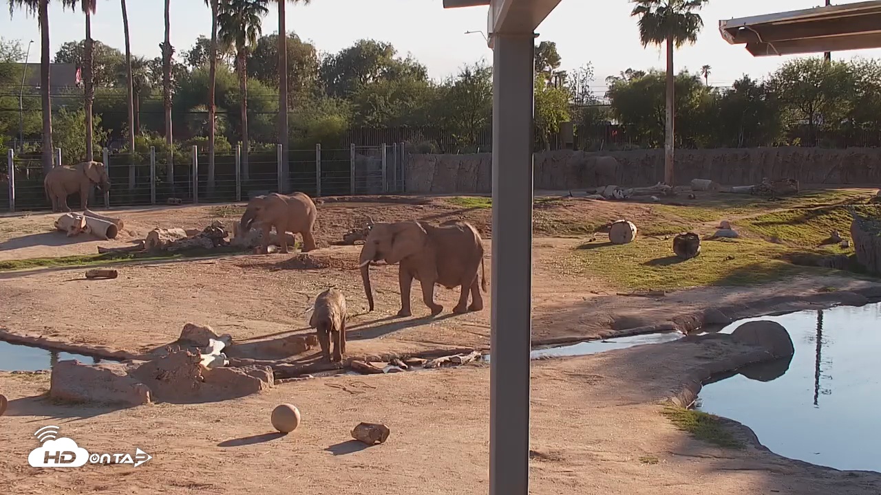 Snapshot of Reid Park Zoo Elephant Mudpit Live Webcam taken Oct 21, 2025, 4:29pm MST