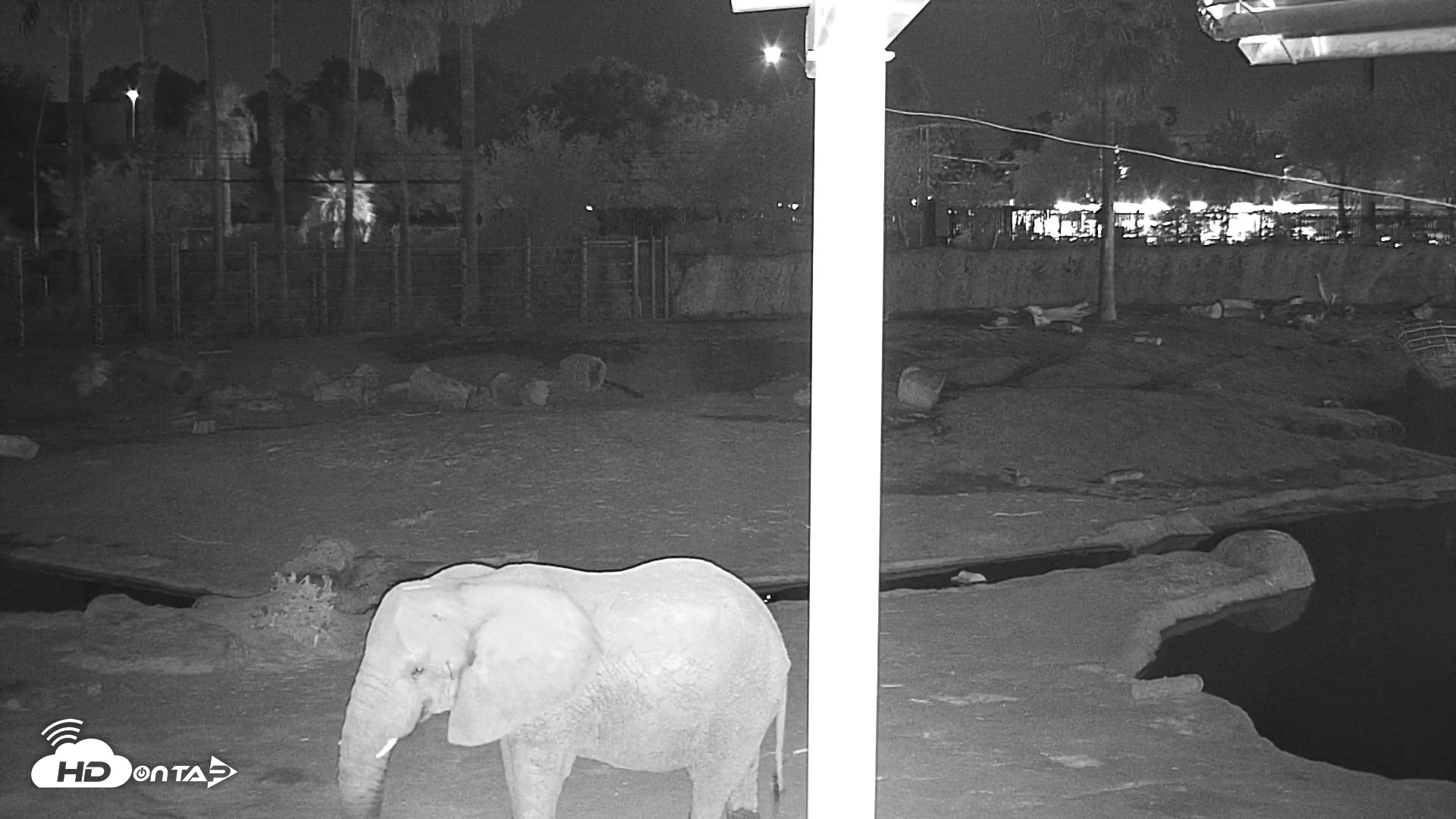 Snapshot of Reid Park Zoo Elephant Mudpit Live Webcam taken Sep 12, 2026, 9:22pm MST