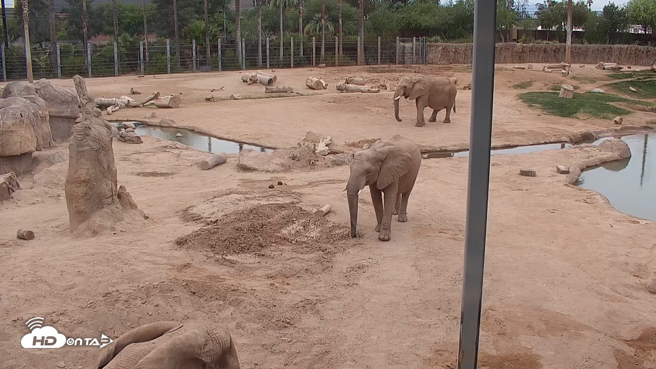 Snapshot of Reid Park Zoo Elephant Mudpit Live Webcam taken May 3, 2026, 1:19pm MST