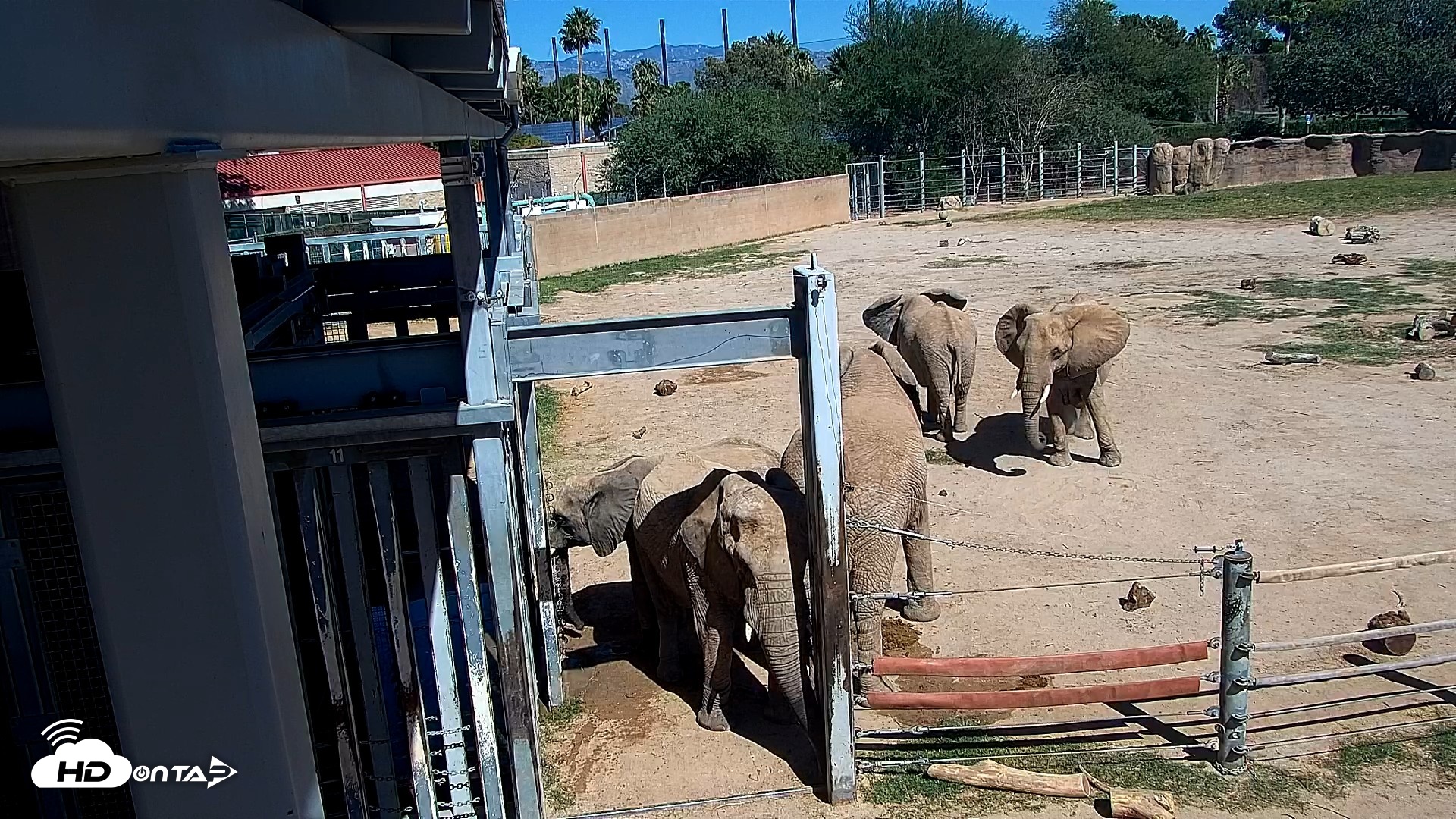 Snapshot of Reid Park Zoo Elephant Mudpit Live Webcam taken Oct 15, 2026, 12:52pm MST