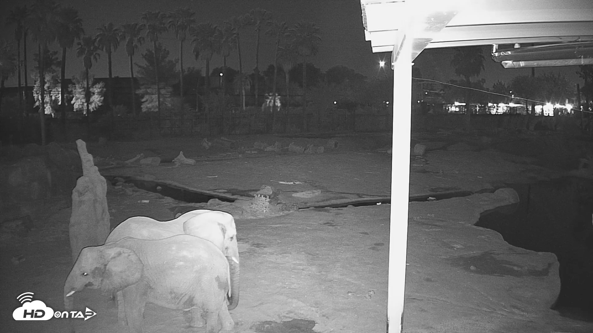 Snapshot of Reid Park Zoo Elephant Mudpit Live Webcam taken Sep 5, 2026, 3:53am MST
