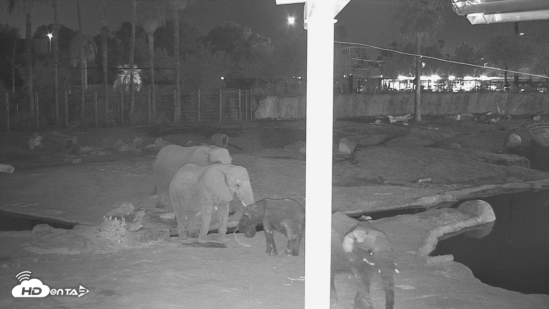 Snapshot of Reid Park Zoo Elephant Mudpit Live Webcam taken Sep 12, 2026, 8:35pm MST