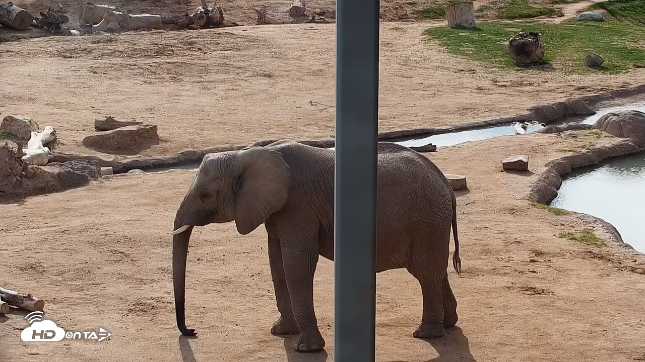 Snapshot of Reid Park Zoo Elephant Mudpit Live Webcam taken Dec 30, 2025, 1:48pm MST