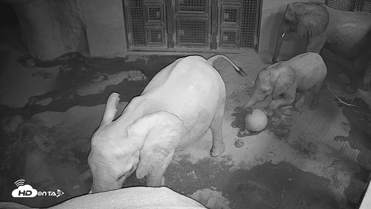 Snapshot of Reid Park Zoo Elephant Mudpit Live Webcam taken Nov 28, 2025, 10:40pm MST