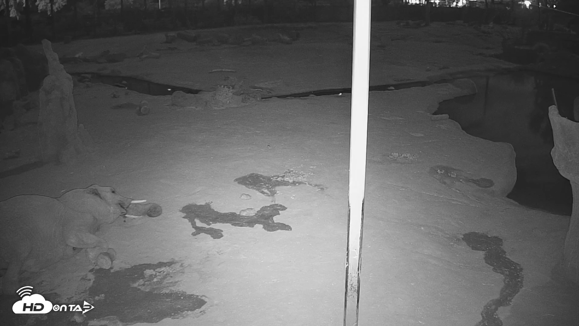Snapshot of Reid Park Zoo Elephant Mudpit Live Webcam taken Sep 27, 2026, 3:02am MST