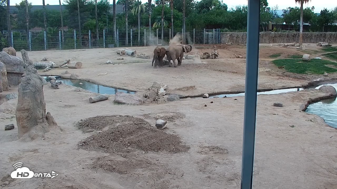 Snapshot of Reid Park Zoo Elephant Mudpit Live Webcam taken May 19, 2026, 6:41pm MST