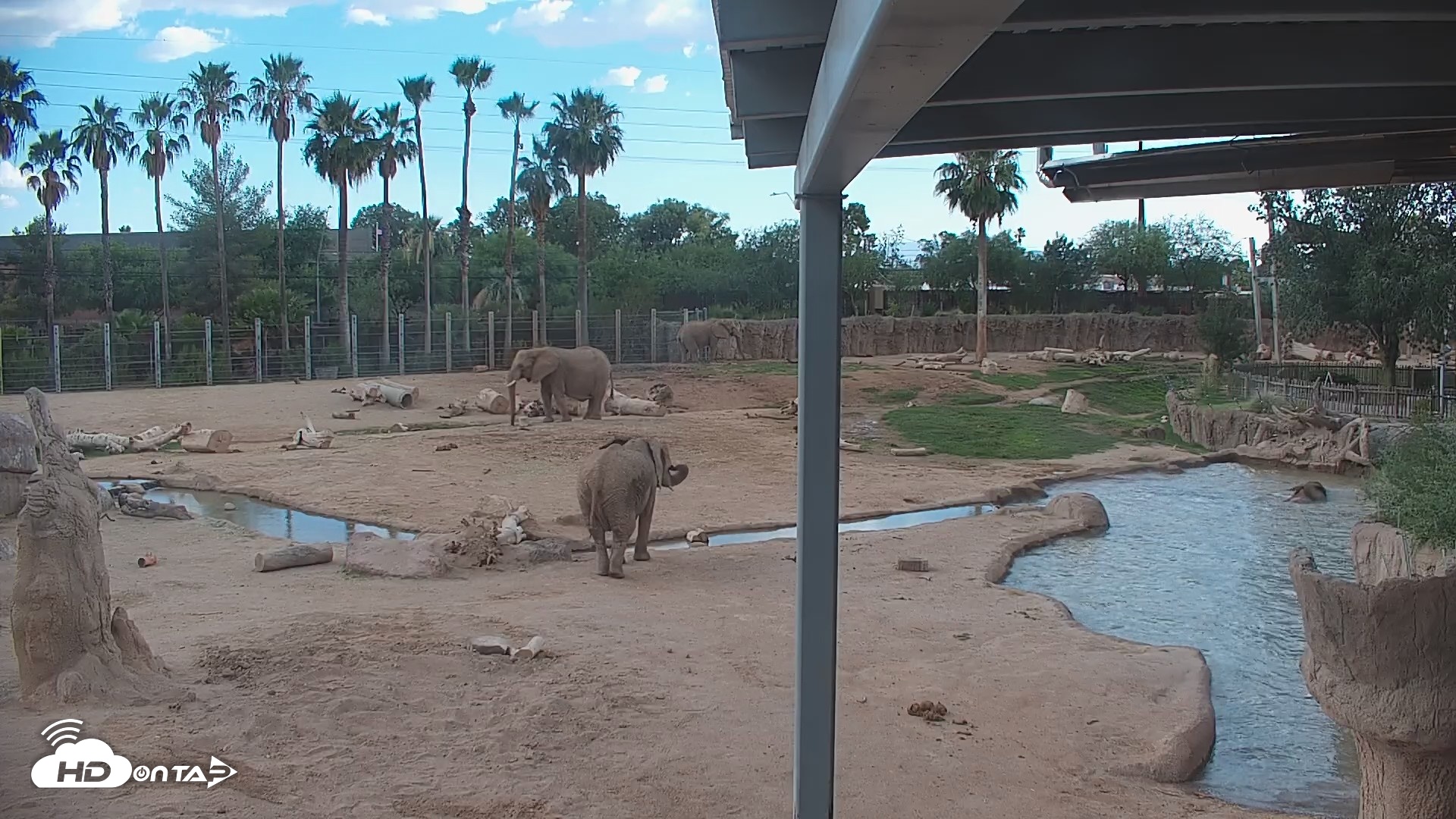 Snapshot of Reid Park Zoo Elephant Mudpit Live Webcam taken Jun 25, 2026, 5:49pm MST