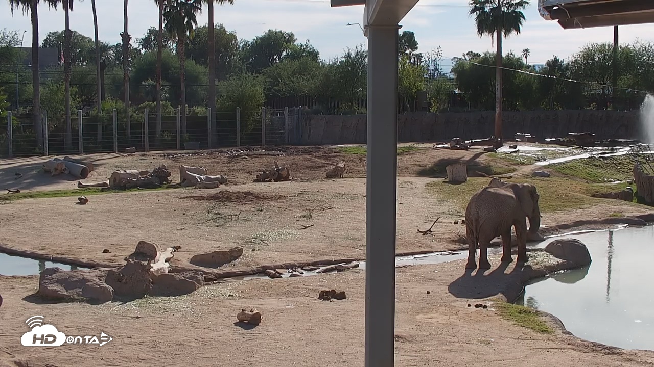 Snapshot of Reid Park Zoo Elephant Mudpit Live Webcam taken Nov 3, 2025, 2:57pm MST