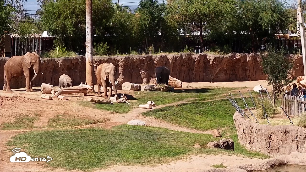 Snapshot of Reid Park Zoo Elephant Mudpit taken Jun 26, 2025, 9:22am MST