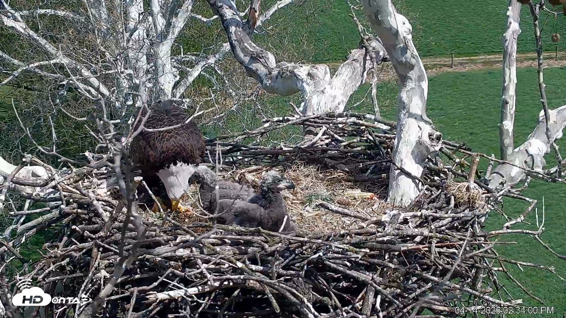 Snapshot of Reid Park Zoo Elephant Mudpit Live Webcam taken Apr 14, 2026, 11:34am MST
